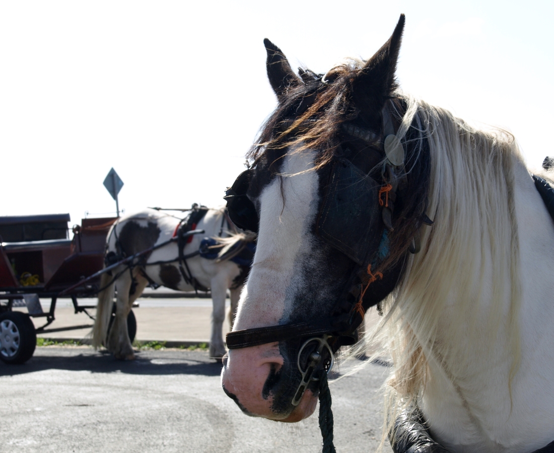 Cheval et carriole à touristes sur Inishmore