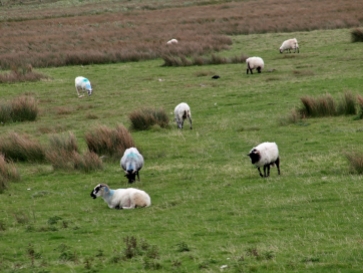 Moutons à Inch Strand
